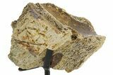 Dinosaur (Triceratops) Frill Shield Section w/ Stand - South Dakota #363582-2